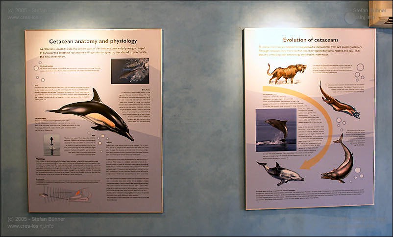 in der Ausstellung des Adriatic Dolphin Projects im Hafen von Veli Losinj in Kroatien kann man auf verschiendenen Wandtafeln<br>interessantes und Wissenswertes der die Unterwassertierwelt rund um die Insel Losinj erfahren
