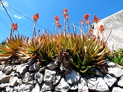 Blumenpracht im Frühjahr auf der Insel Losinj 